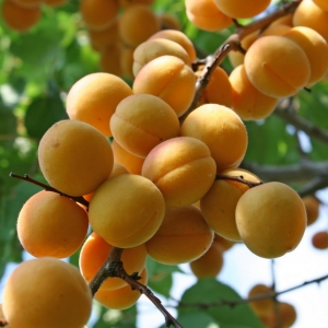 Abrikosas (Prunus) &#039;Somo&#039;